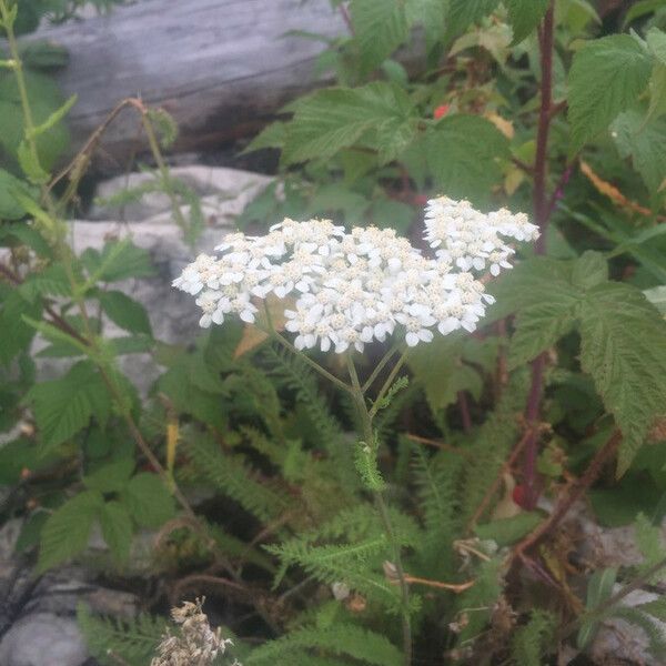 Achillea millefolium Floare