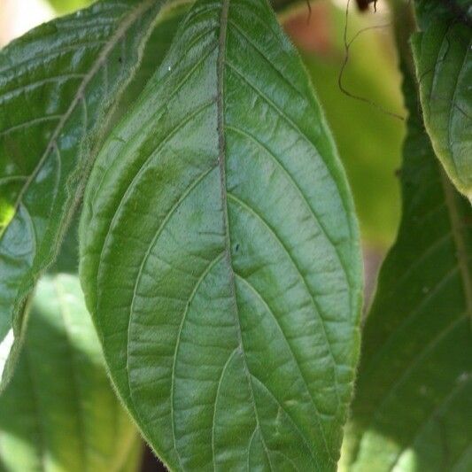 Aphelandra sinclairiana Lehti