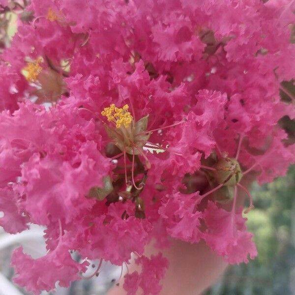 Lagerstroemia indica फूल