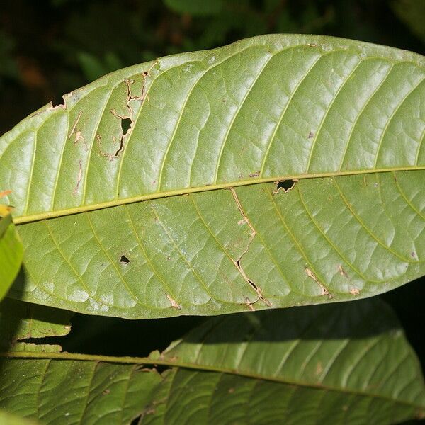 Anaxagorea phaeocarpa Leaf