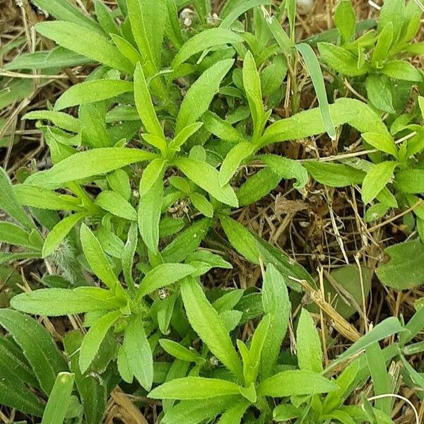 Erigeron sumatrensis برگ