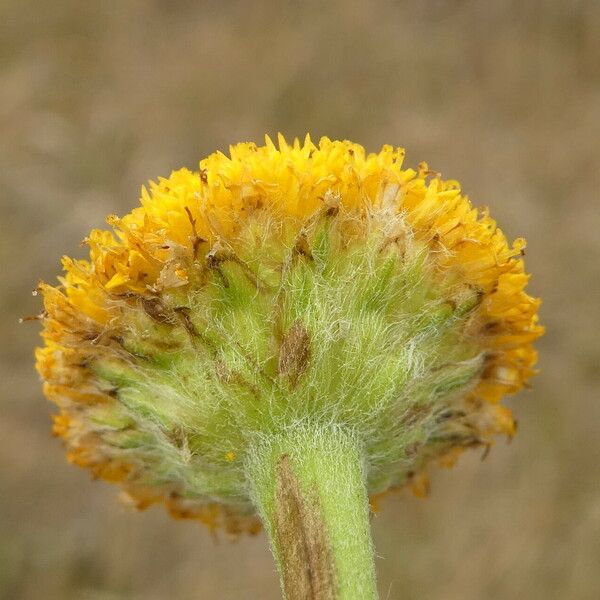 Anacyclus clavatus Blomma