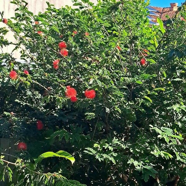 Calliandra haematocephala Flower