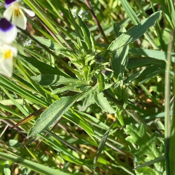 Viola arvensis Лист