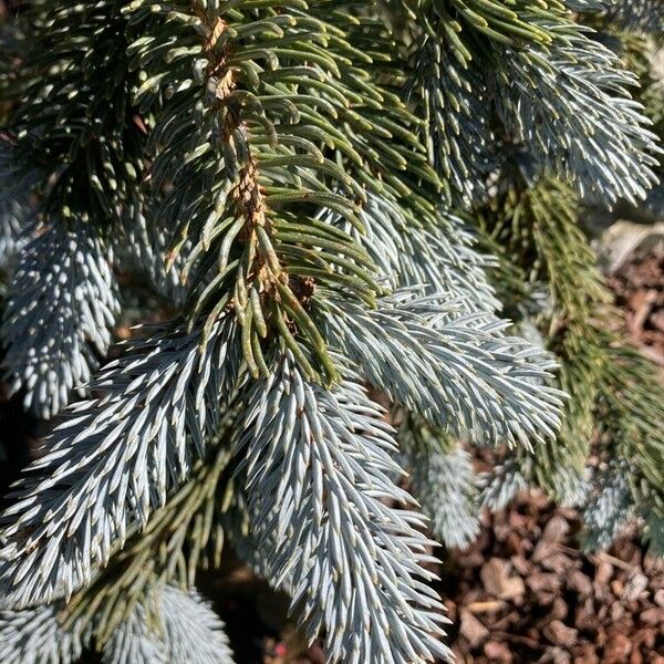 Abies lasiocarpa 葉