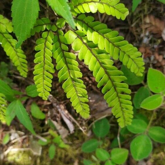 Adiantum hispidulum Yaprak