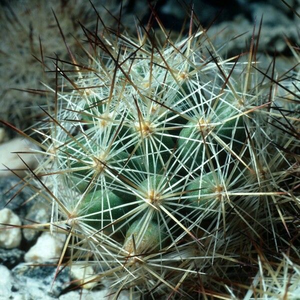 Escobaria emskoetteriana Blatt