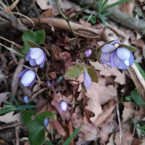 Hepatica nobilis Fleur