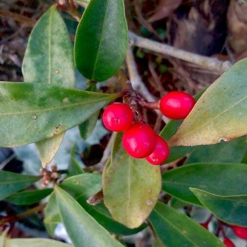 Gaultheria procumbens Frukt