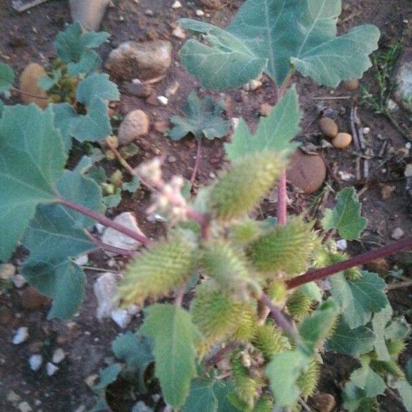 Xanthium strumarium Plod