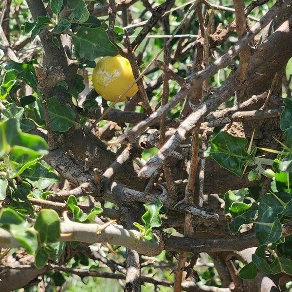 Solanum arundo ফল