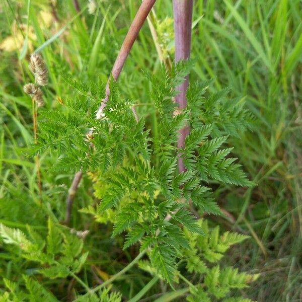 Chaerophyllum bulbosum Leaf