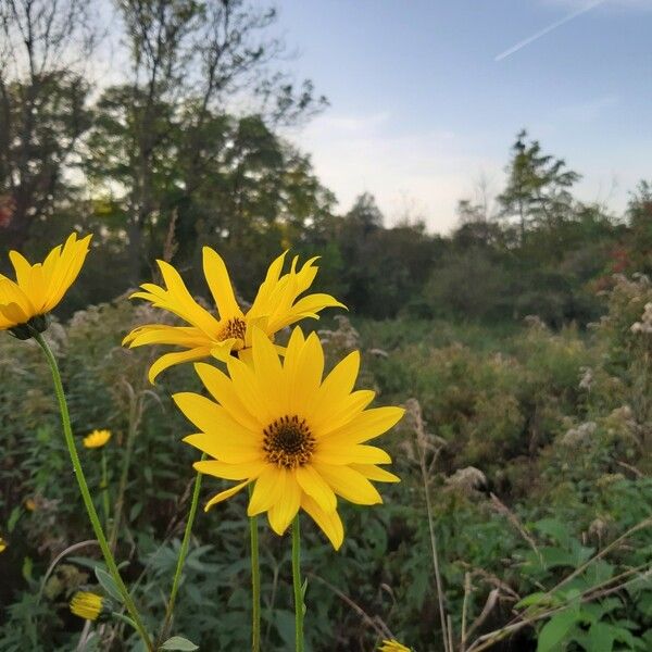 Helianthus maximiliani Kvet