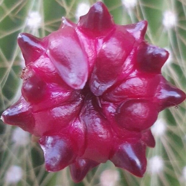 Neobuxbaumia polylopha Flor