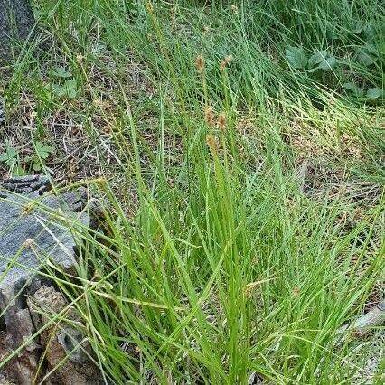 Carex hoodii പുഷ്പം