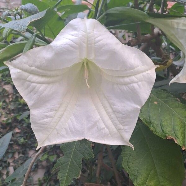 Brugmansia × candida Квітка