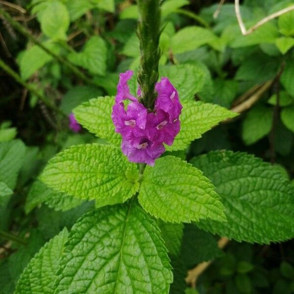 Stachytarpheta mutabilis Levél