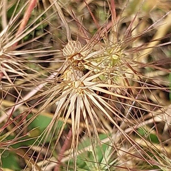 Aegilops neglecta Meyve