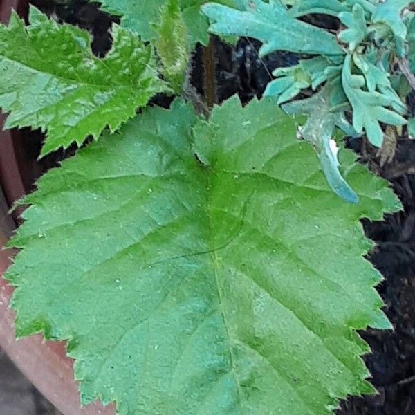 Crataegus submollis Leaf