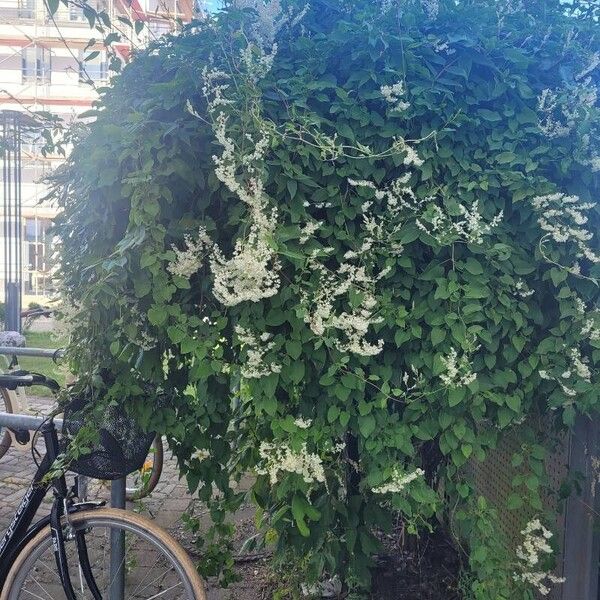 Fallopia aubertii ശീലം