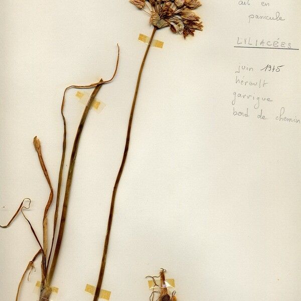 Allium paniculatum Blomma