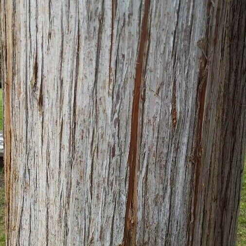 Cryptomeria japonica Bark