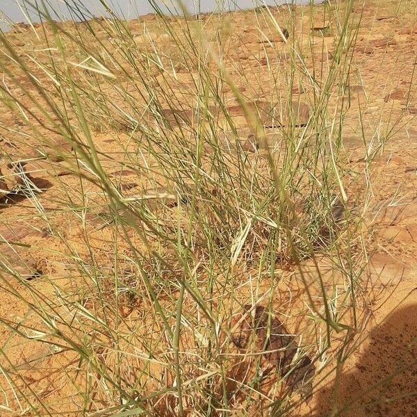 Panicum turgidum Habit