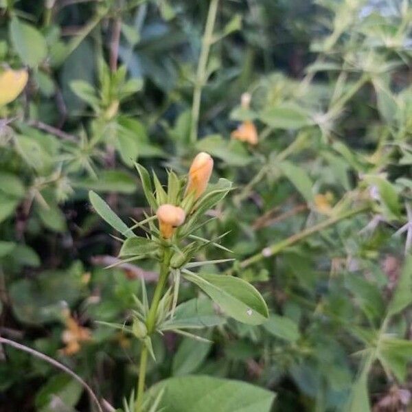 Barleria prionitis Kwiat