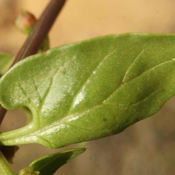 Patellifolia procumbens Плод