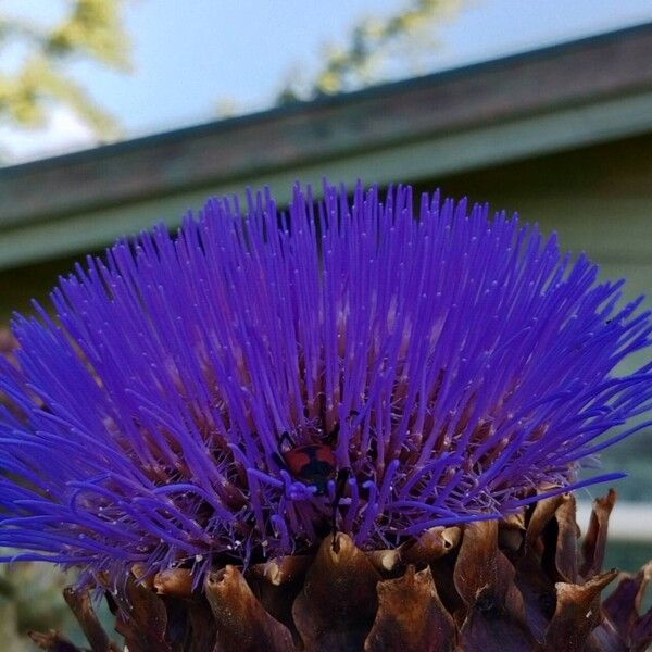 Cynara cardunculus Květ