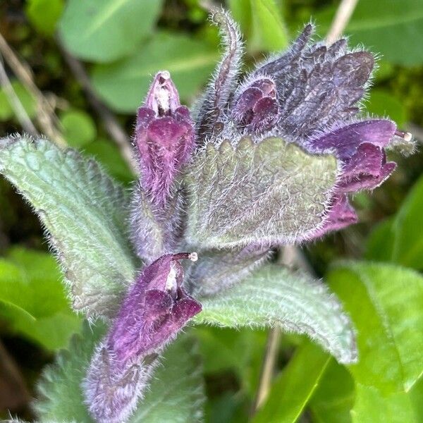 Bartsia alpina Blüte