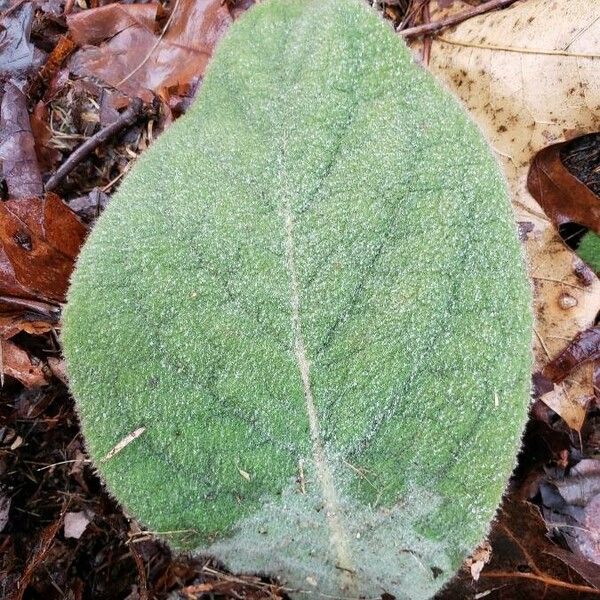 Verbascum boerhavii Лист