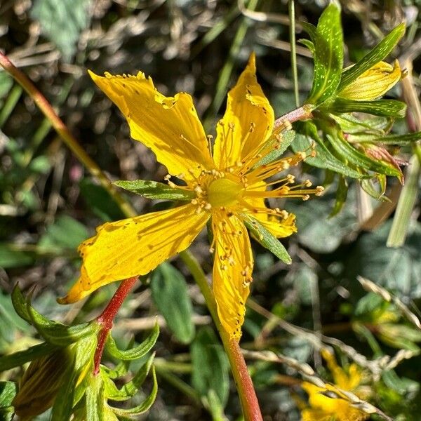 Hypericum annulatum 花