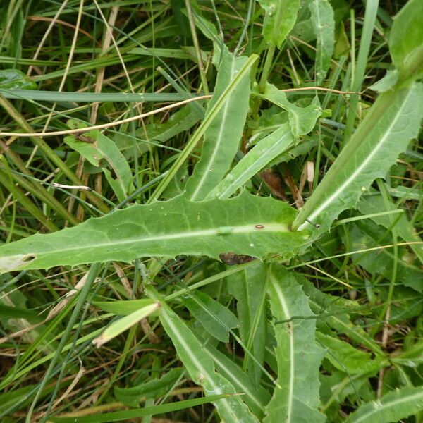 Sonchus maritimus Foglia