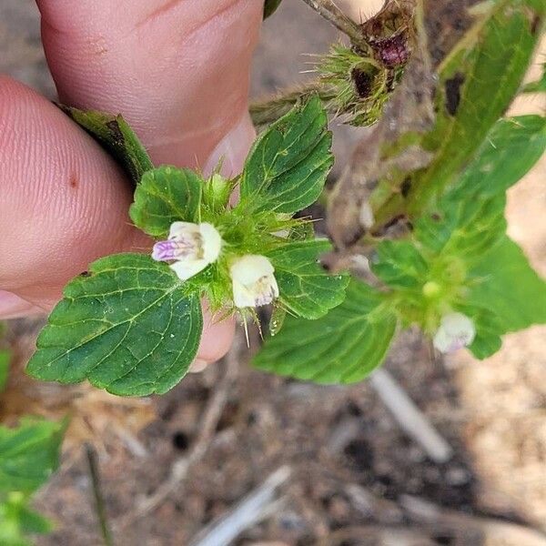 Galeopsis bifida Feuille