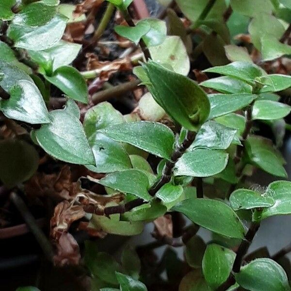 Callisia repens পাতা