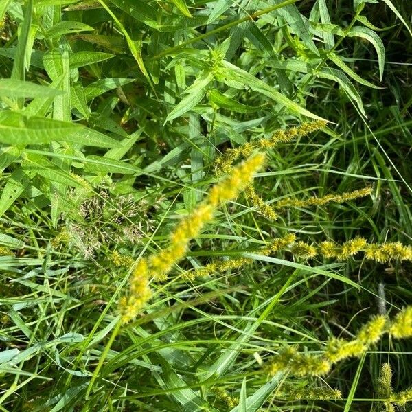 Carex vulpinoidea Žiedas