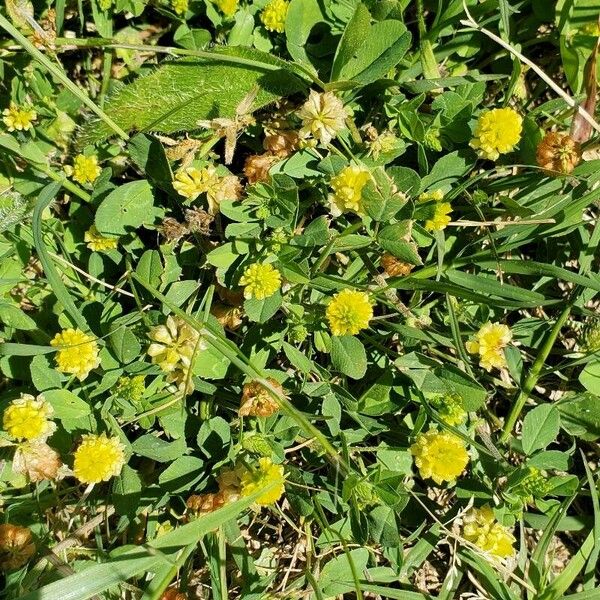 Trifolium aureum Цветок