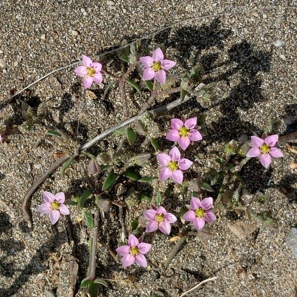 Rhodalsine geniculata 形态