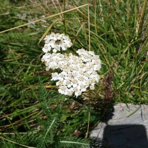 Achillea millefolium Cvet