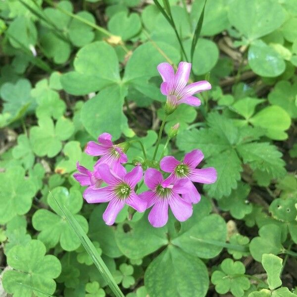 Oxalis violacea 花