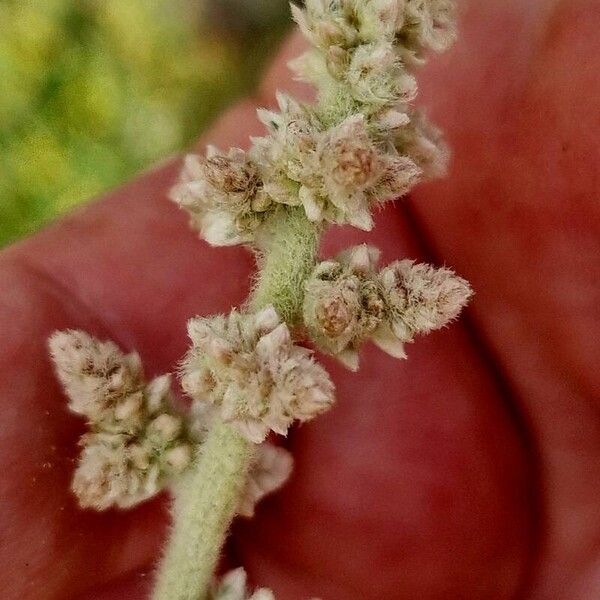 Aerva javanica Flower