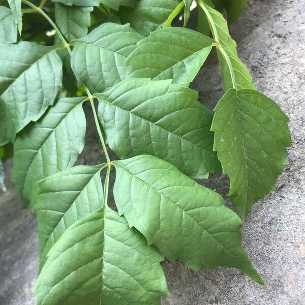 Campsis radicans Folha