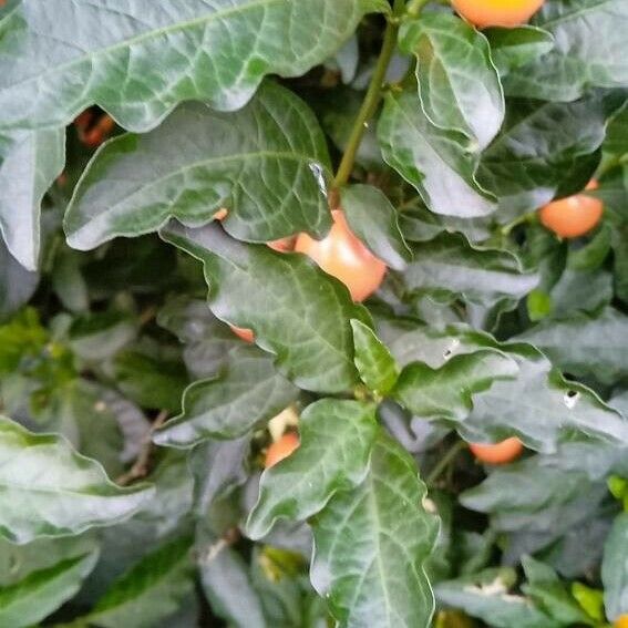 Solanum pseudocapsicum Gyümölcs