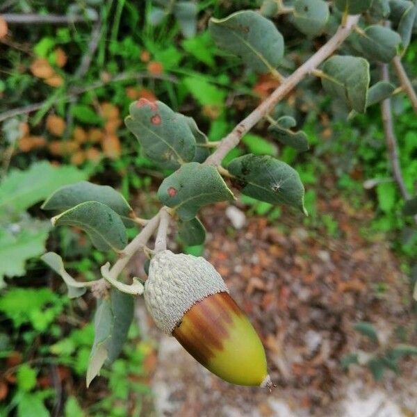 Quercus ilex ফল