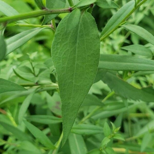 Chenopodium album Deilen