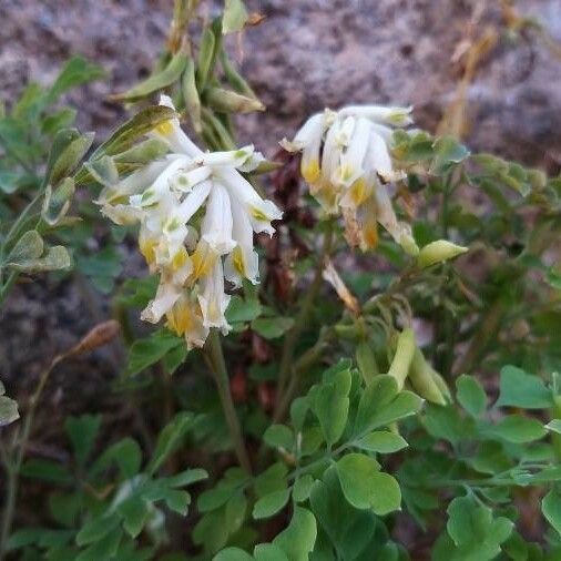 Pseudofumaria alba Kwiat