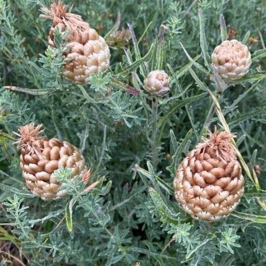 Leuzea conifera ফুল