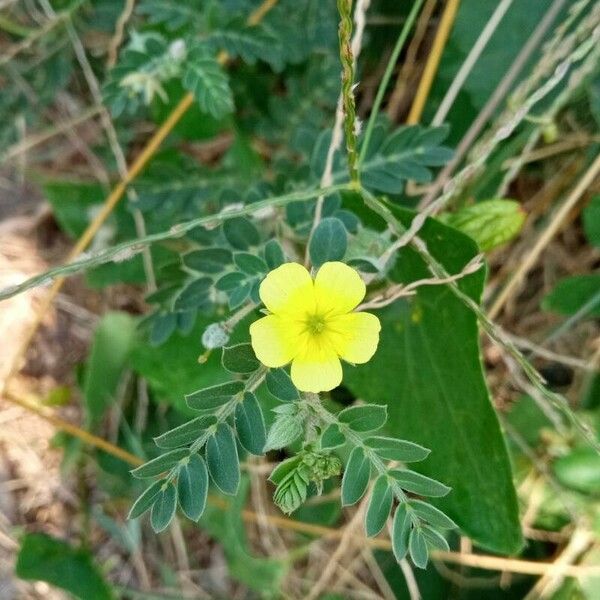 Tribulus cistoides Flors