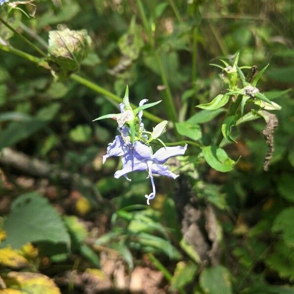 Campanulastrum americanum Blüte